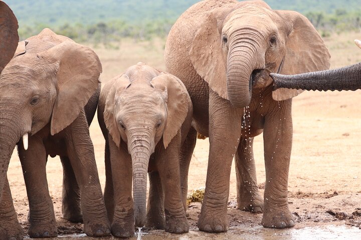 5 Day Private Luxury Garden Route Safari from Port Elizabeth
