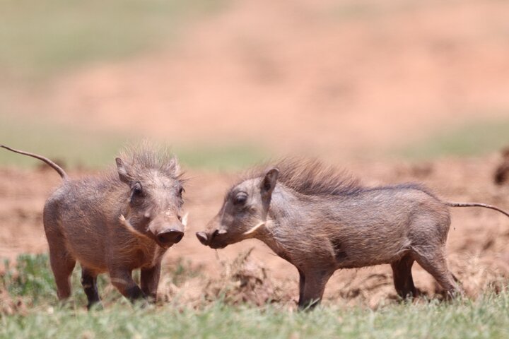 Full-Day Addo Elephant Park & Giraffe Walk