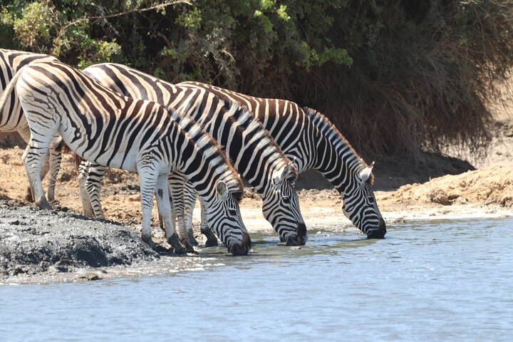 Full-Day Addo Elephant Park & Giraffe Walk