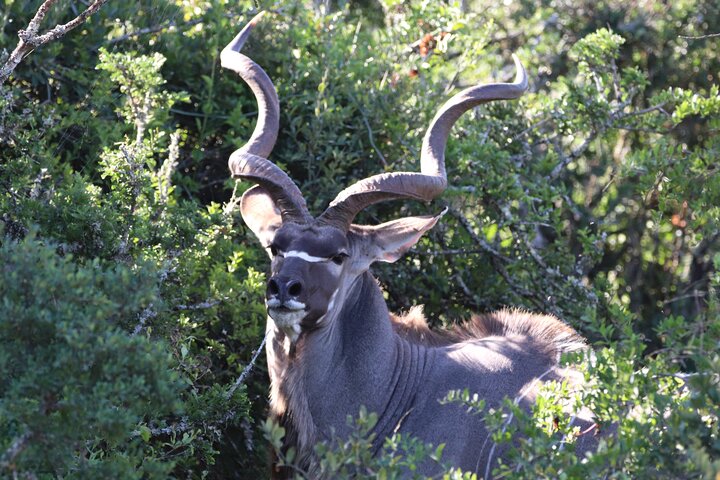 Full-Day Addo Elephant Park & Giraffe Walk