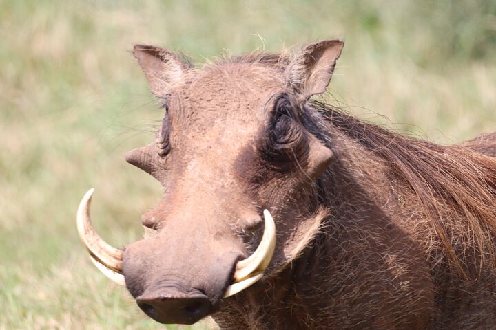 Half-Day Addo Elephant National Park