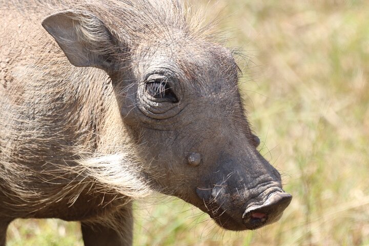 Half-Day Addo Elephant National Park