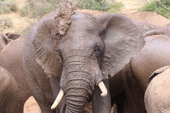 Half-Day Addo Elephant National Park