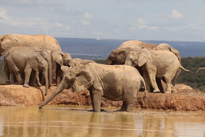 Half-Day Addo Elephant National Park
