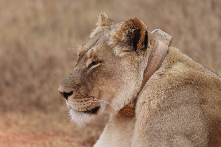 Half-Day Addo Elephant National Park