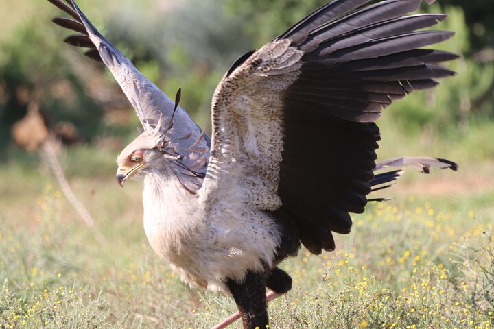 Half-Day Addo Elephant National Park