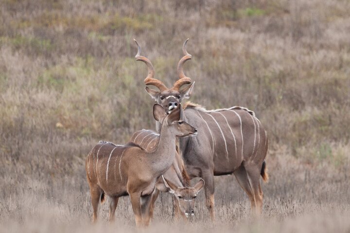 Half-Day Addo Elephant National Park