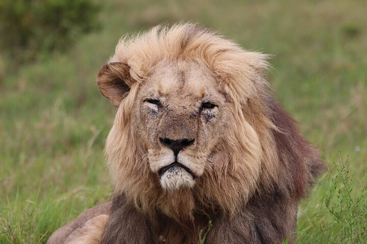Half-Day Addo Elephant National Park