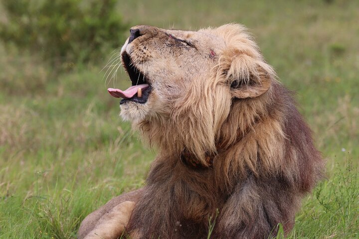 5 Day Private Luxury Garden Route Safari from Port Elizabeth