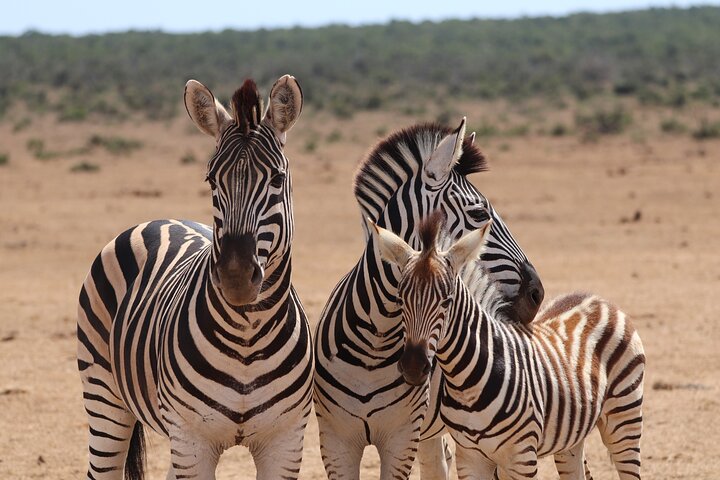 5 Day Private Luxury Garden Route Safari from Port Elizabeth