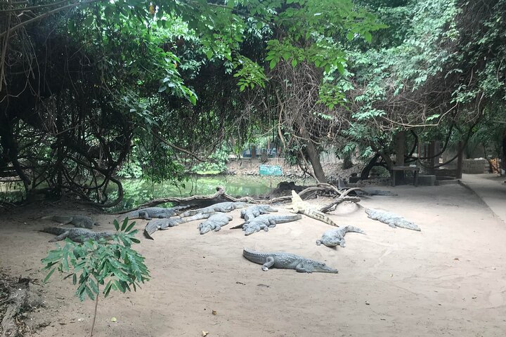 Round Trip Gambia - Crocodile Pool, School Visit & More!