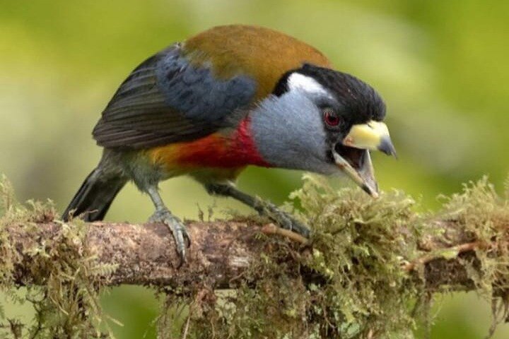 Mindo Bird Photography Experience | Ecuador Birds