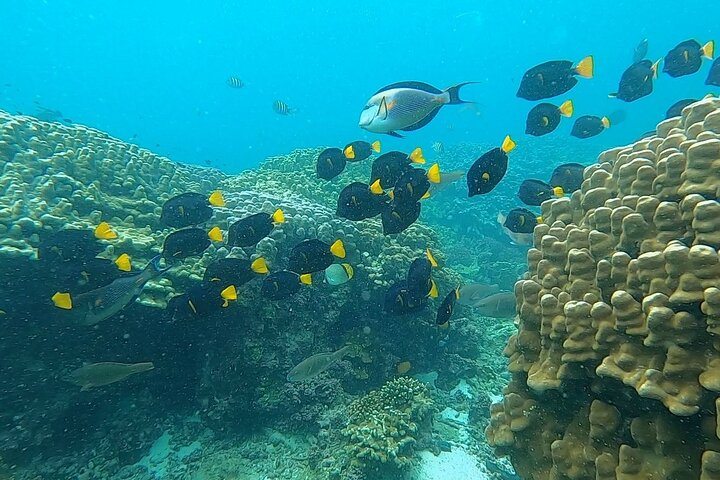Daymaniyat Islands Snorkeling Sharing Trip