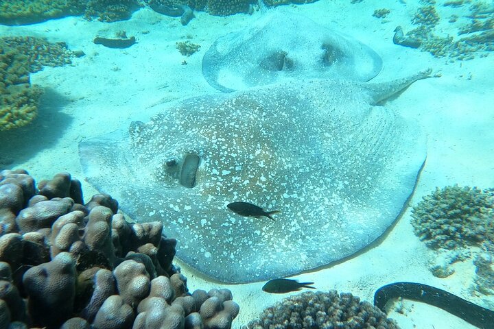 Daymaniyat Islands Snorkeling Sharing Trip