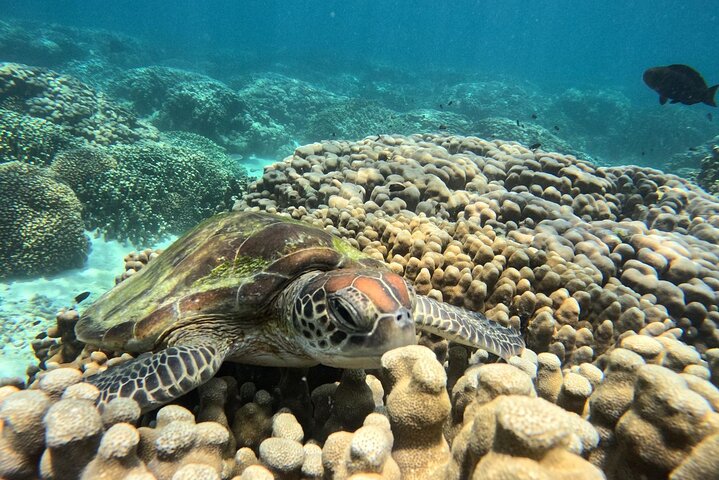 Daymaniyat Islands Snorkeling Sharing Trip