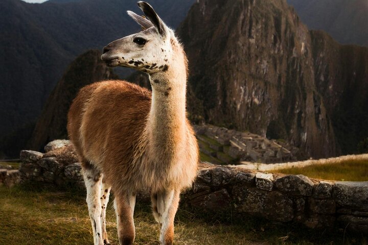 Machu Picchu Private Tour with Ticket, Bus from Aguas Calientes