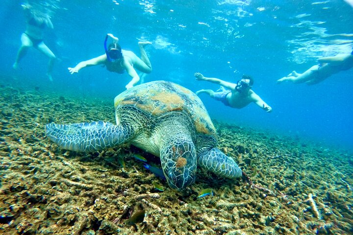 Koh Tao’s Top Snorkeling Spots by Vintage Wooden Boat