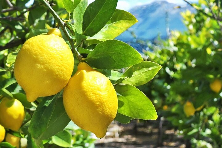 Gourmet Food Tour in Menton - 3 hours - Small Groups