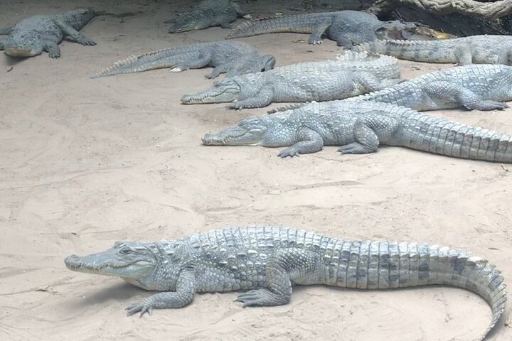 Round Trip Gambia - Crocodile Pool, School Visit & More!