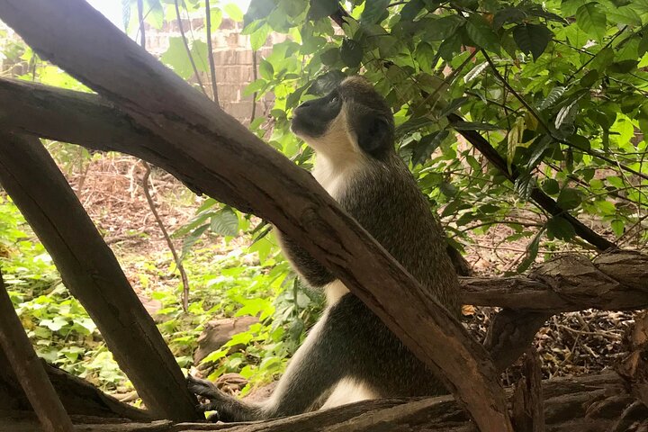 Round Trip Gambia - Crocodile Pool, School Visit & More!