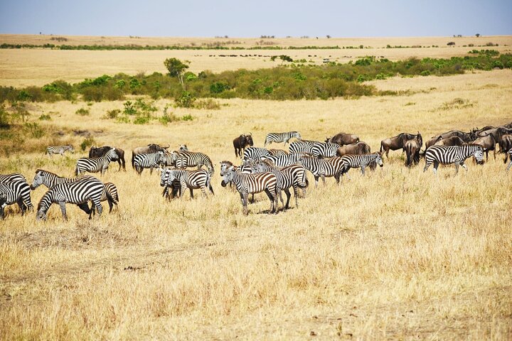 3 Days, 2 Nights Maasai Mara Private Safari - 4 x 4 Safari Jeep