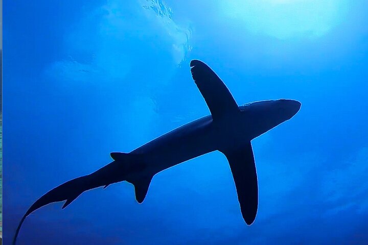Tiger Shark Diving in Fuvahmulah:8 Days, 7 Nights 15 dives offer