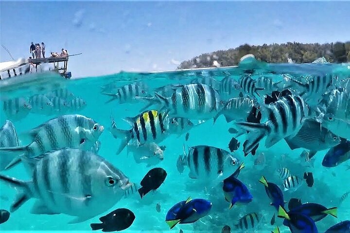 Zanzibar Mnemba Island Snorkeling and Dolphin Watching Adventure