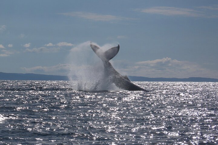 Noosa Whale Watching Cruise – Humpback Whale Adventure