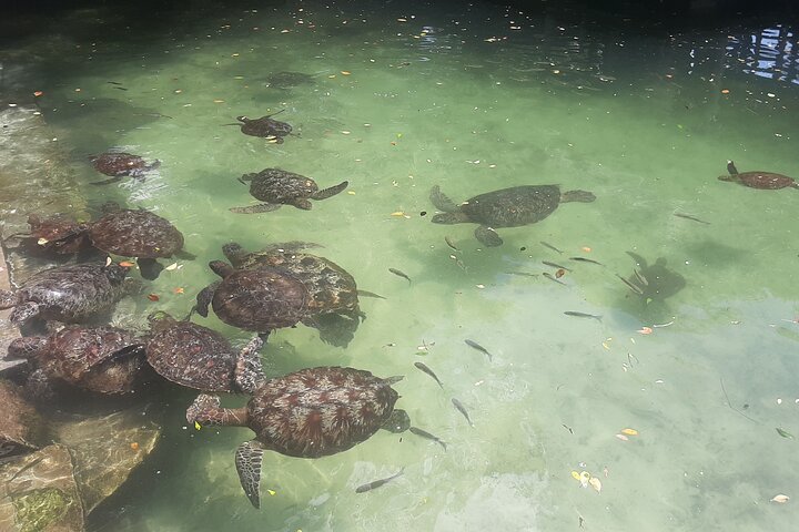Spice + Village Tour + Aquarium + Kendwa Beach