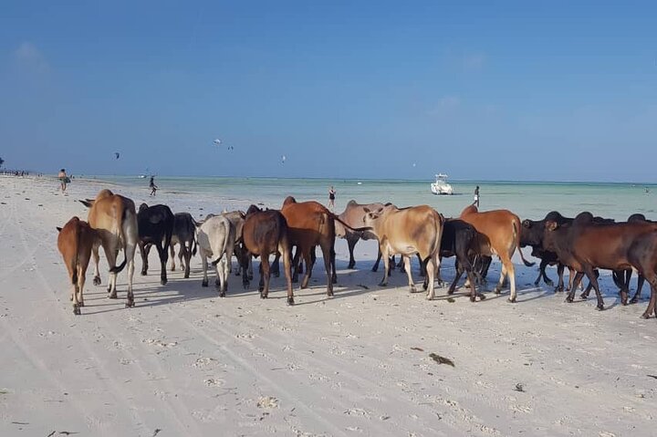 Zanzibar Archipelago Beach Exploration Tour