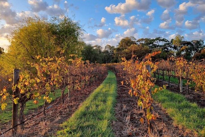 McLaren Vale South Hop-On Hop-Off Winery Tour