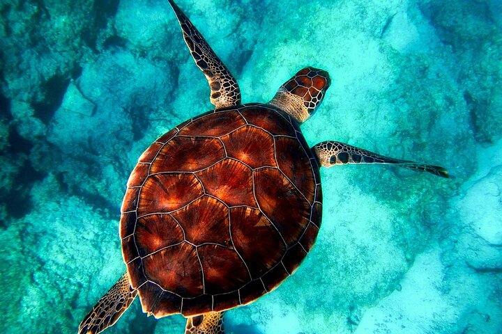 Luxury Yacht: Ras Mohammed & White Island, Lunch & Snorkel