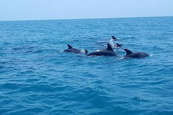 Zanzibar Mnemba Island Snorkeling and Dolphin Watching Adventure