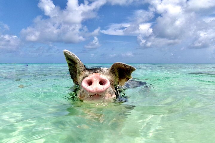 Nassau Swimming Pigs and Private Beach Club Escape