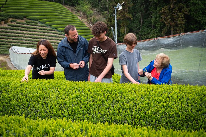 Uji and Wazuka Matcha Farm Half Day Private Guided Tour