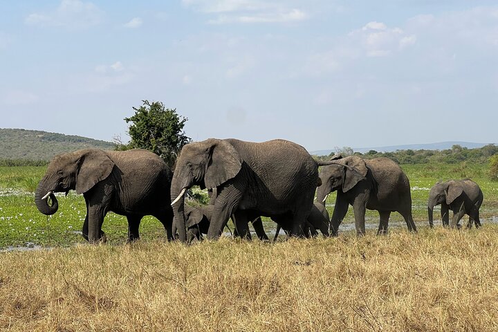 One Day Akagera Wildlife Safari