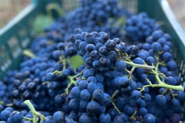 Discover Italian Wines at Tenuta La Viola