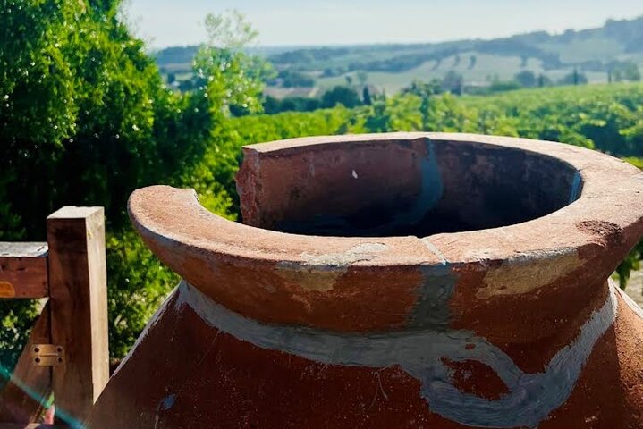 Discover Italian Wines at Tenuta La Viola