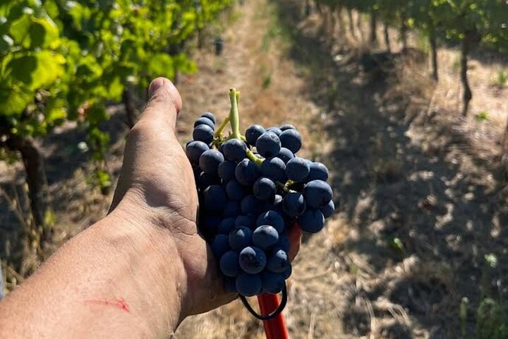 Discover Italian Wines at Tenuta La Viola with 6 Wine Tastings