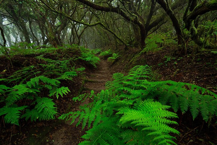 Tenerife Wonder Walk