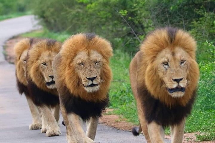 All Inclusive 2 Day Kruger Safari from Nelspruit