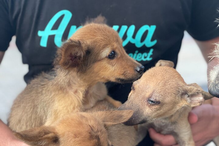Volunteering with Animals and Communities in Guajira