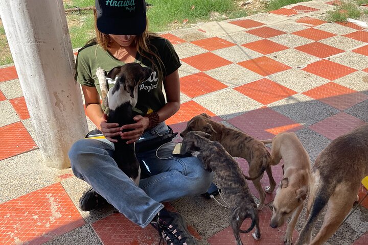 Volunteering with Animals and Communities in Guajira