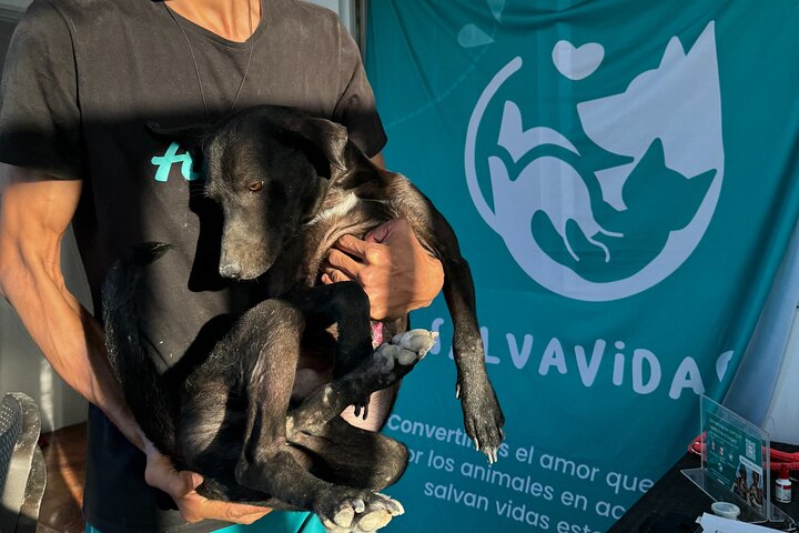 Volunteering with Animals and Communities in Guajira