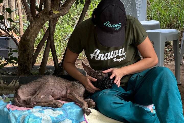 Volunteering with Animals and Communities in Guajira