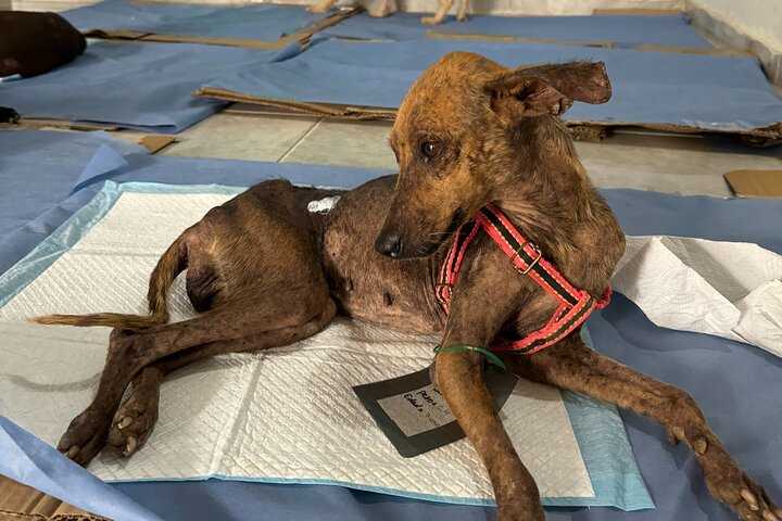 Volunteering with Animals and Communities in Guajira
