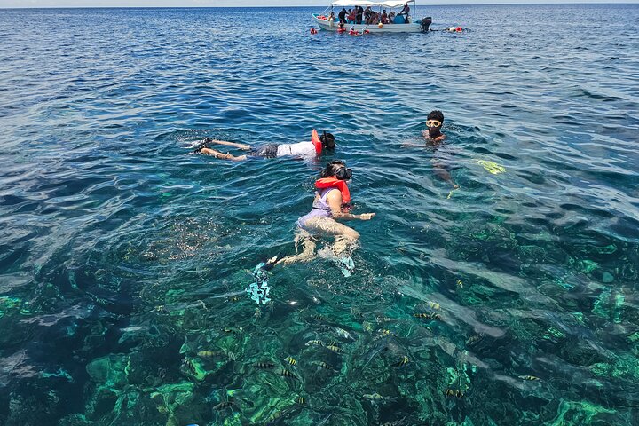 Roatan Jungle Top Zip Line, Wildlife Eco-Park and Snorkel