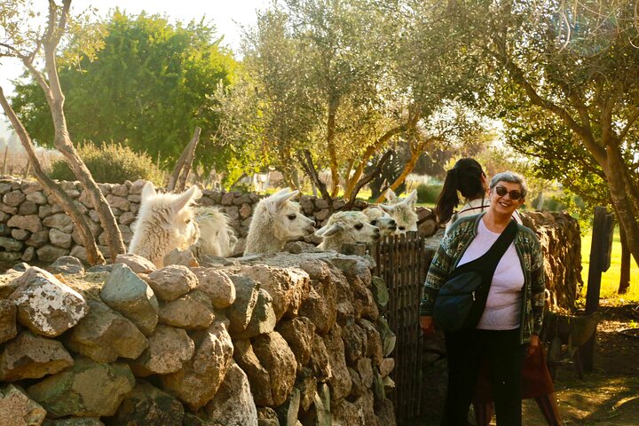 Valparaiso Port and Viña del Mar with Casablanca Wine Tasting