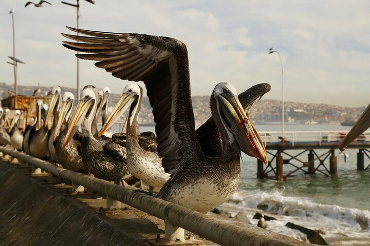 Valparaiso Port and Viña del Mar with Casablanca Wine Tasting