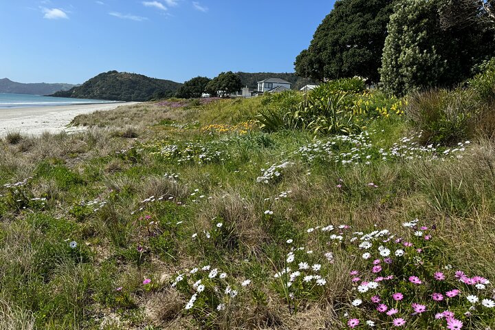 2 Days Private Tour in Coromandel Peninsula from Hamilton